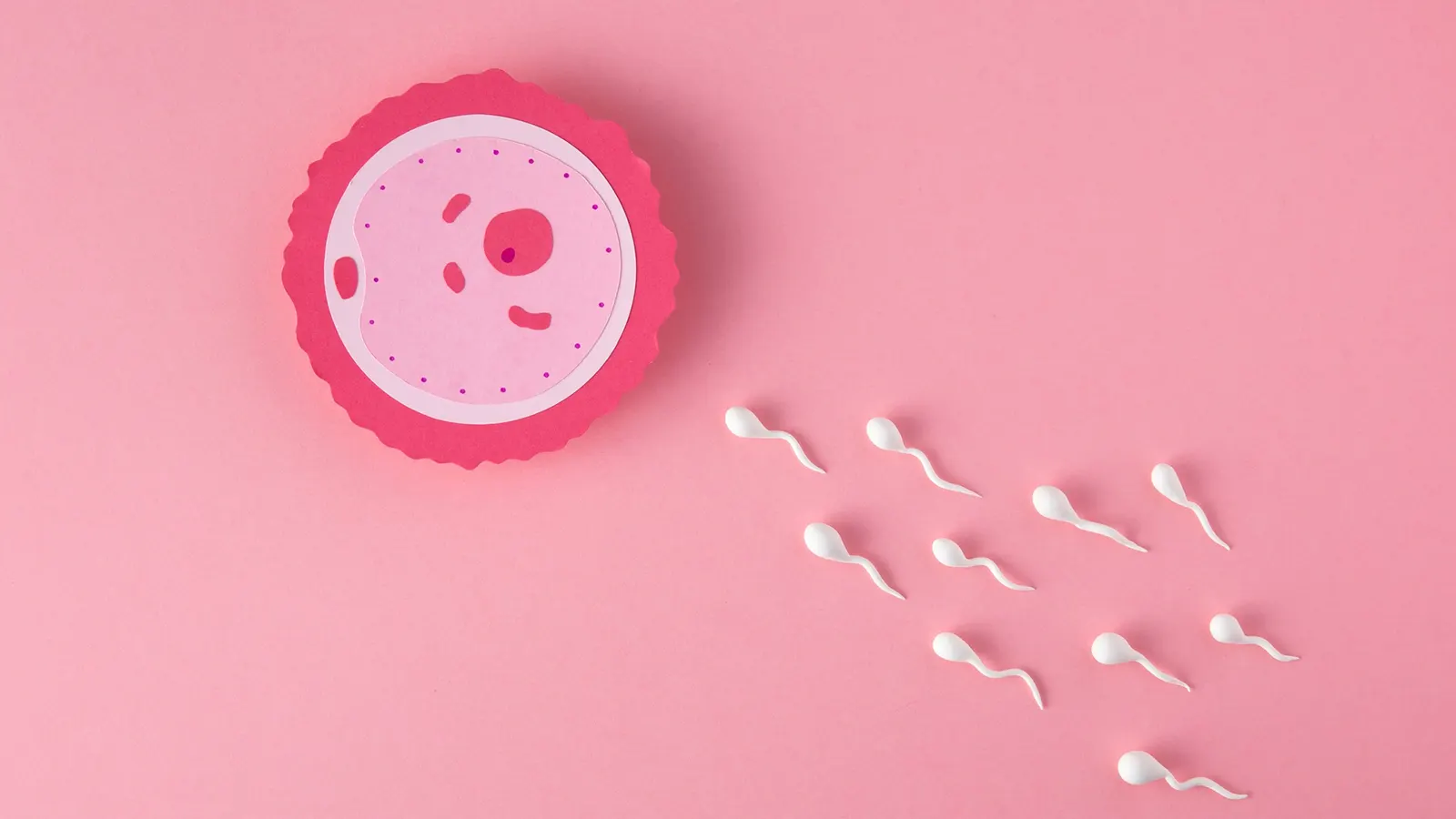 Sperm Sayısı ve Kalitesi Nedir?